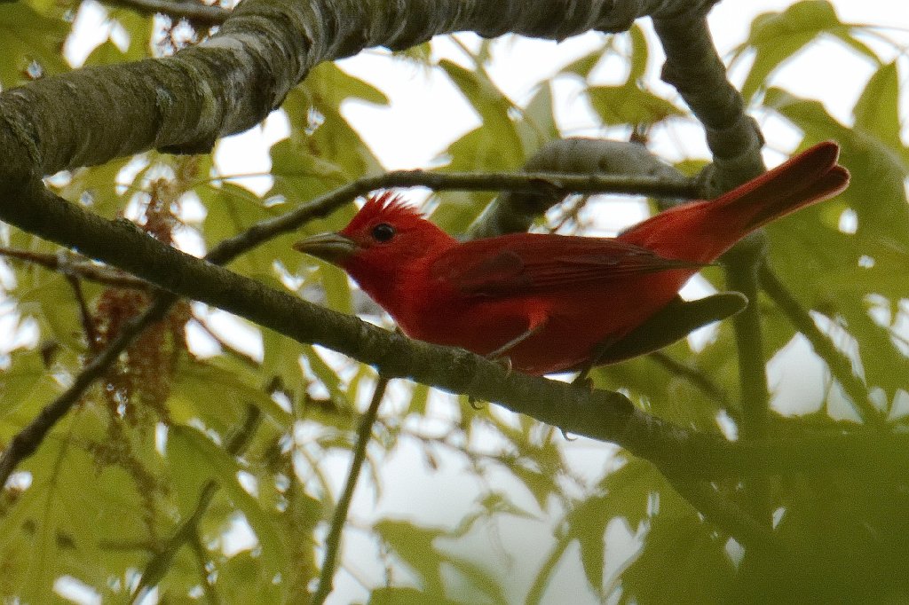 Tanager, Summer, 2014-05152618 Belleplain State Forest, NJ.JPG - Summer Tanager. Belleplain State Forest, NJ, 5-15-2014